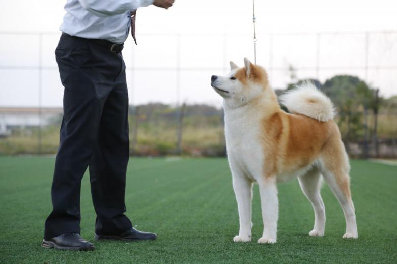 Free stock image of Akita created by John Will