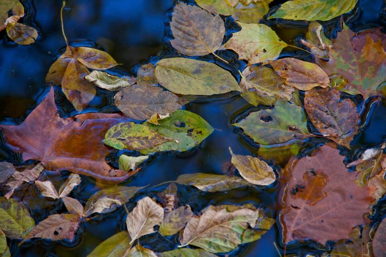 Free stock image of Fall Leaves on Still Water created by alisa moody