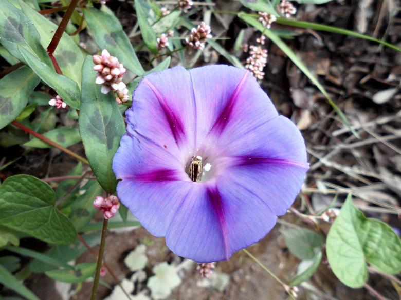 Free stock image of Purple Flower created by cristian adolfo  pavez fuenzalida