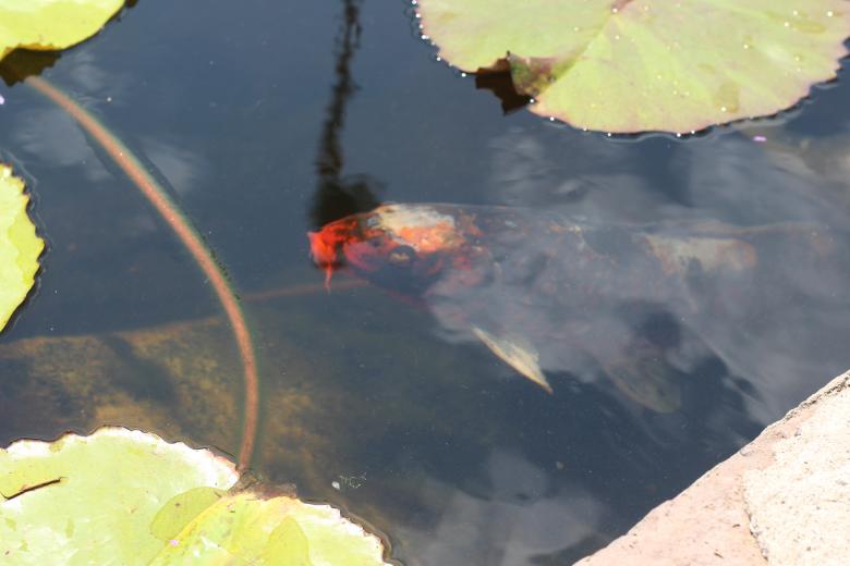 Free stock image of Koi Fish in a Pond created by Thia Etienne