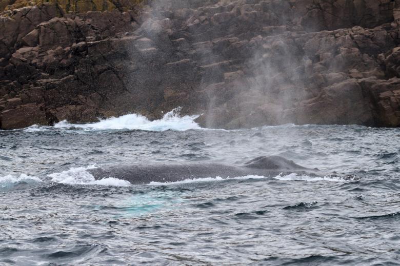 Free stock image of Humpback whale created by Geoffrey Whiteway