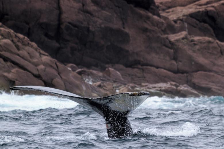 Free stock image of Humpback whale created by Geoffrey Whiteway