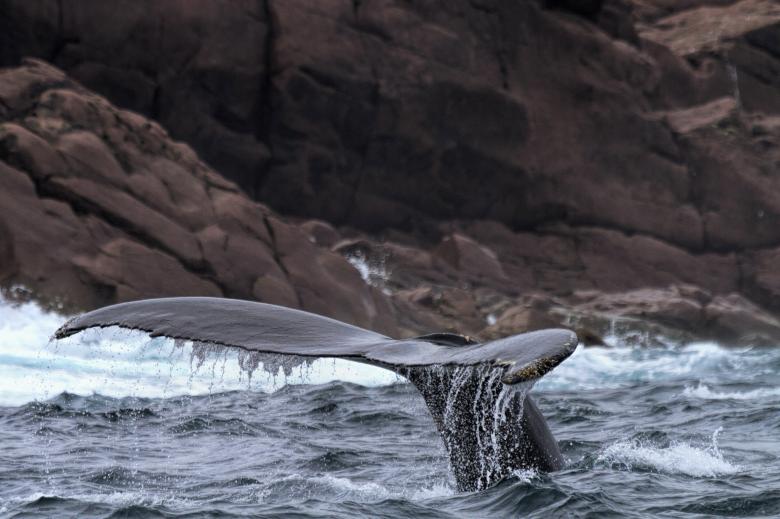 Free stock image of Humpback whale created by Geoffrey Whiteway