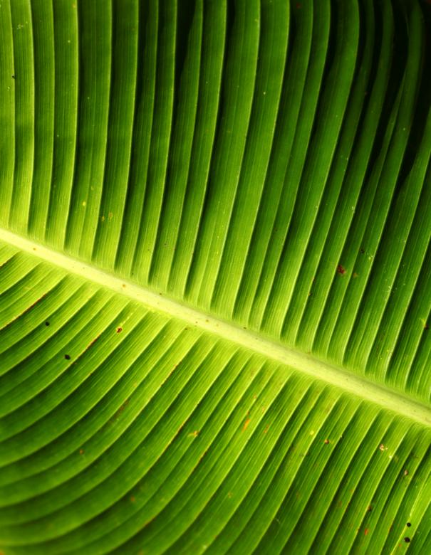Free stock image of Green Leaf Texture created by Janaka Dharmasena