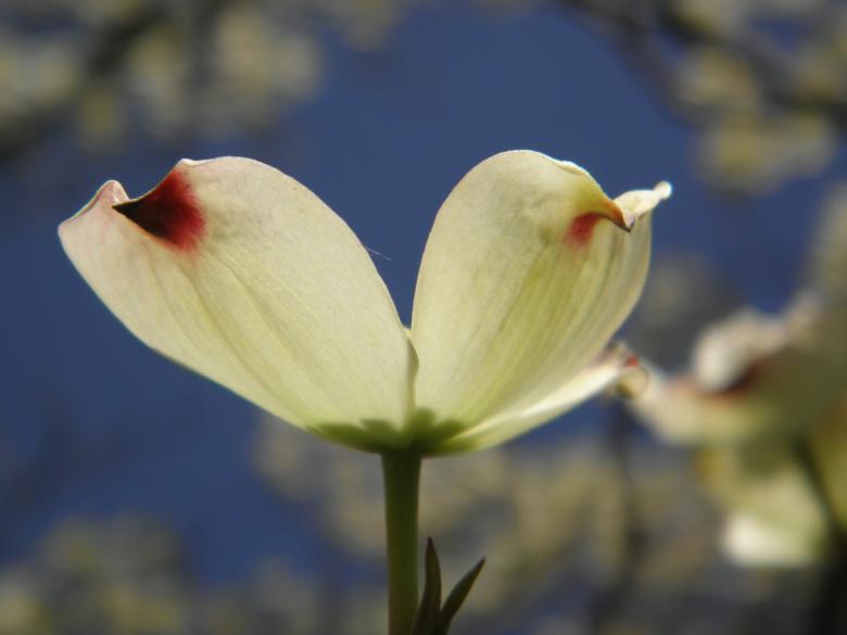 Free stock image of White Flower from Below created by Roberto Fernandez Rizo