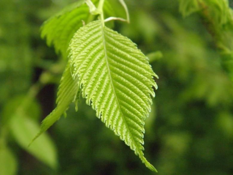Free stock image of Green Detailed Leaf created by Roberto Fernandez Rizo