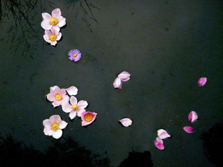 Pink Flowers and Petals on Water - Free Stock Photo