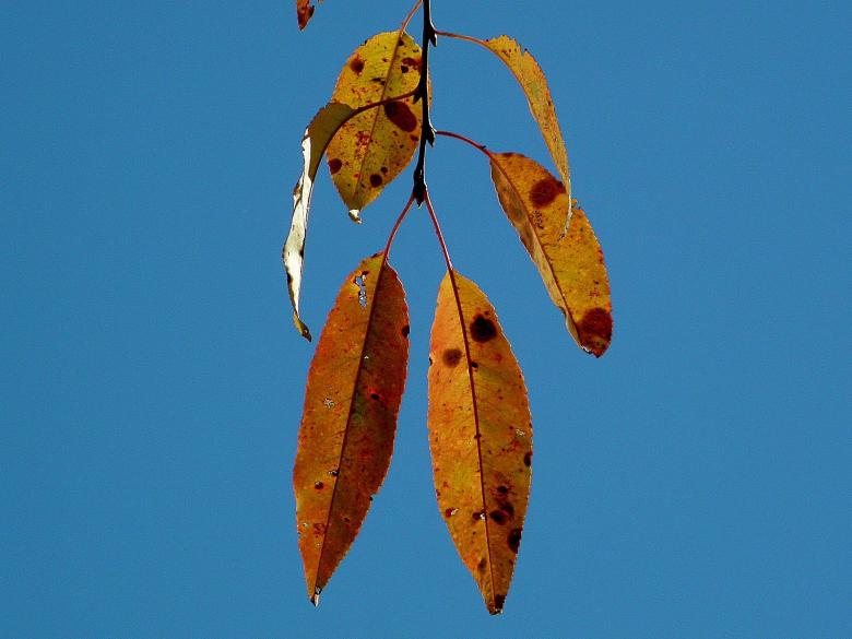 Free stock image of Autumn Leaves Against Blue Sky created by Roberto Fernandez Rizo