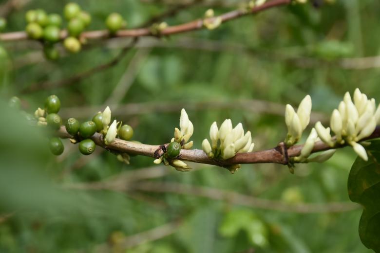 Free stock image of Sprouts on a Tree Branch created by Roberto Fernandez Rizo