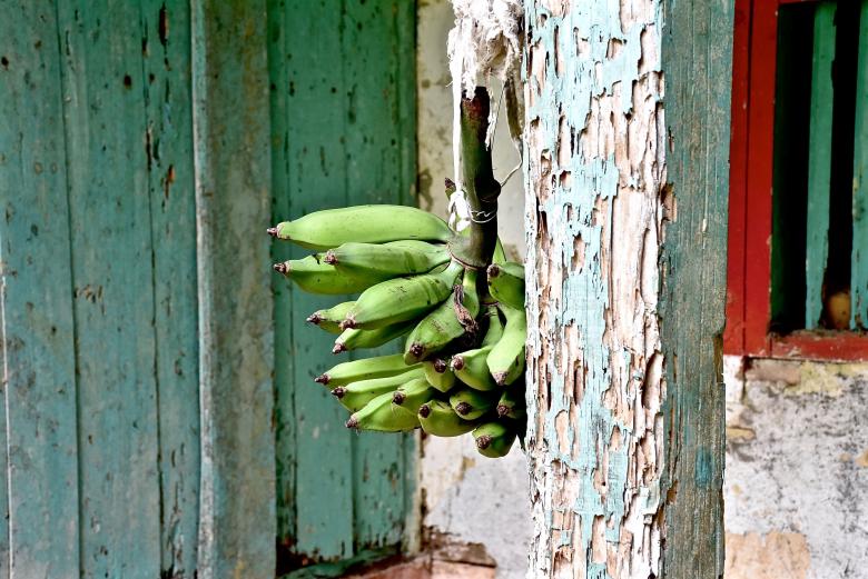 Free stock image of Fresh Bananas created by Roberto Fernandez Rizo