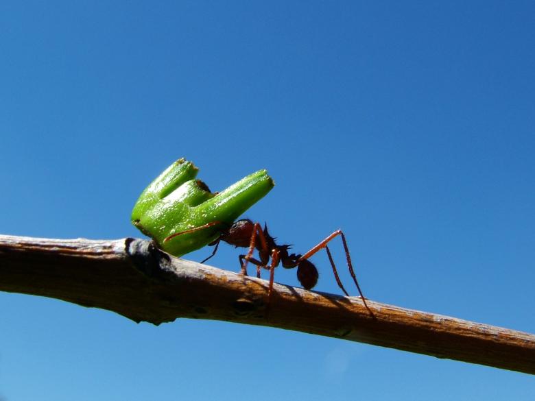 Free stock image of Super Strong Ant created by Medios Audiovisuales