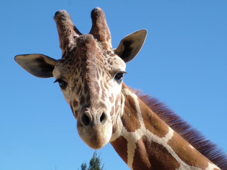Free stock image of Friendly Giraffe created by Medios Audiovisuales