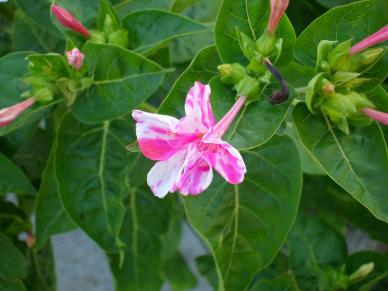 Free stock image of Pink Flower Amongst Green Leaves created by David Kandas