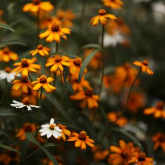 Orange and White Flowers - Free Stock Photo