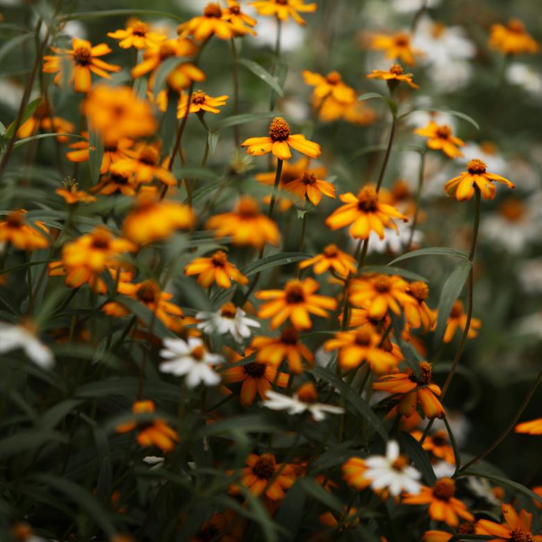 Free stock image of White and Orange Flowers created by Janaka Dharmasena