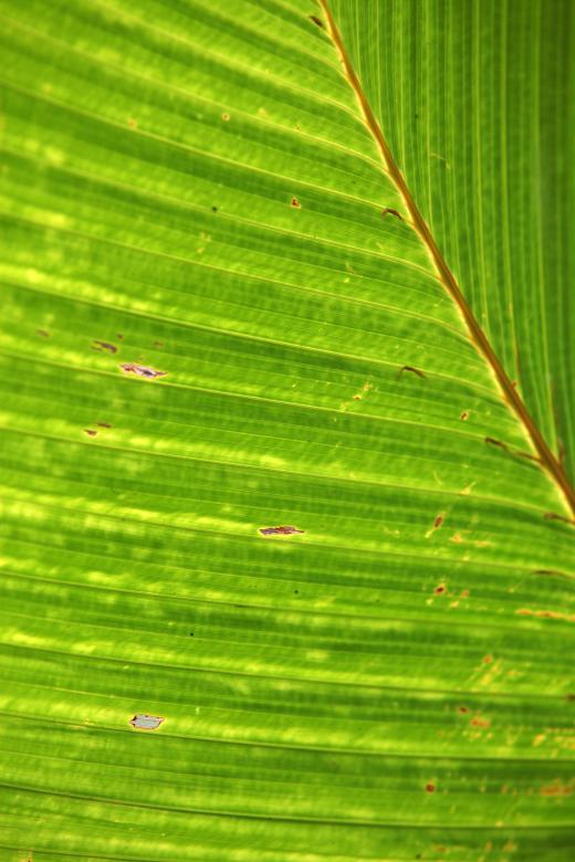 Free stock image of Green Banana Leaf Texture created by Janaka Dharmasena