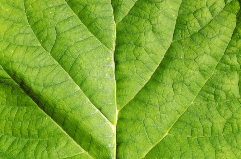 Free stock image of Green Leaf Background created by Janaka Dharmasena