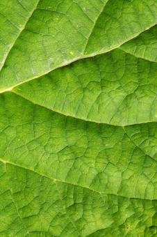 Green Leaf Texture - Free Stock Photo