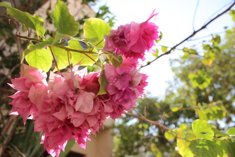 Free stock image of Pink Flower created by Hassan Yahya Alali