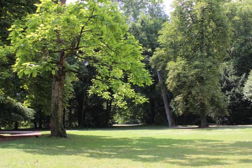 Free Stock Photo of Green Garden