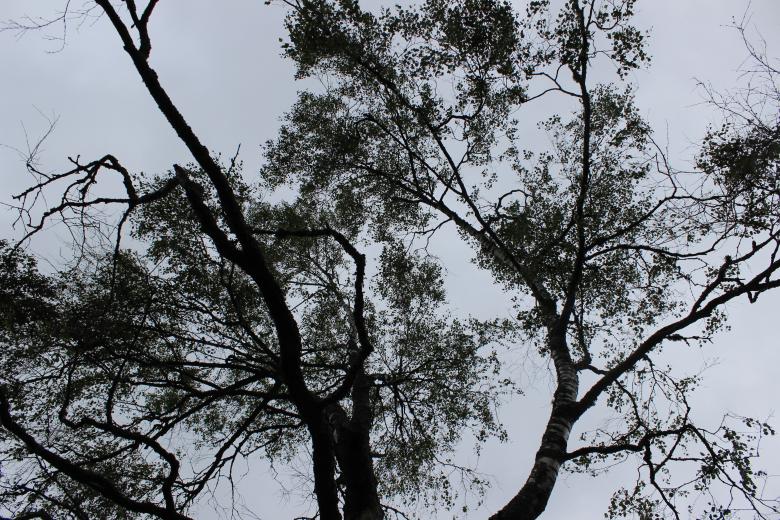 Free stock image of Black and White Tree created by Hassan Yahya Alali