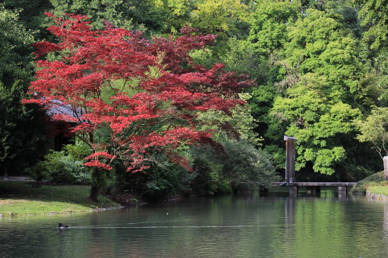 Free stock image of Red tree created by Hassan Yahya Alali