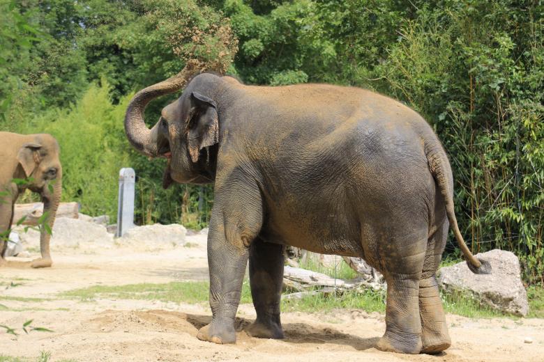 Free stock image of Elephant created by Hassan Yahya Alali
