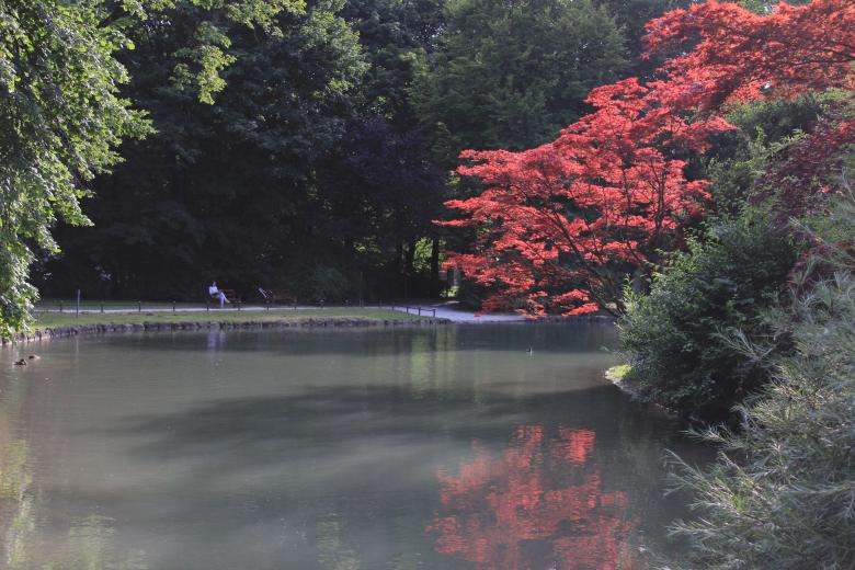 Free stock image of Red tree created by Hassan Yahya Alali