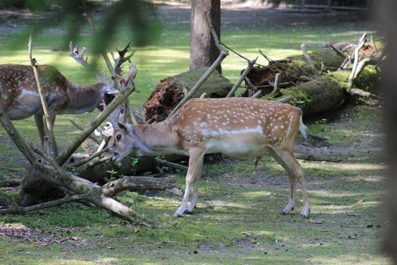 Free stock image of Deer created by Hassan Yahya Alali