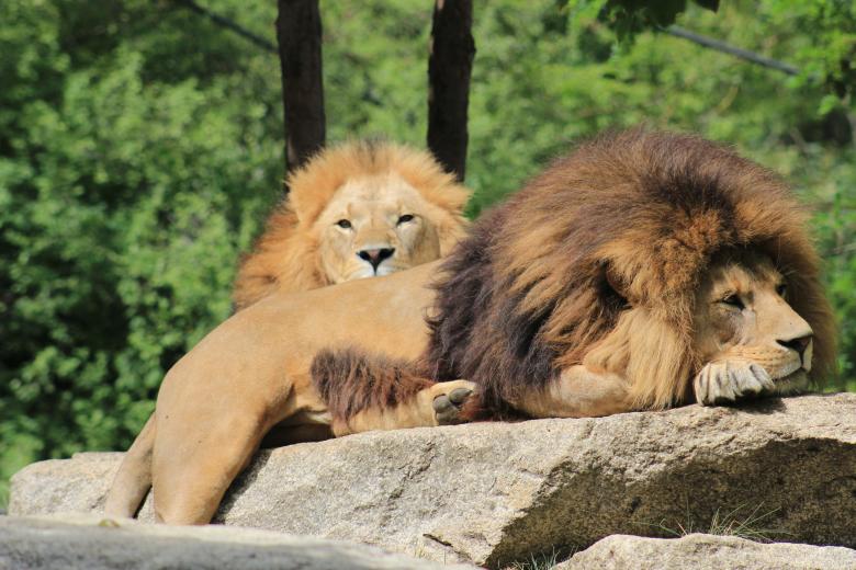 Free stock image of King of Forest created by Hassan Yahya Alali