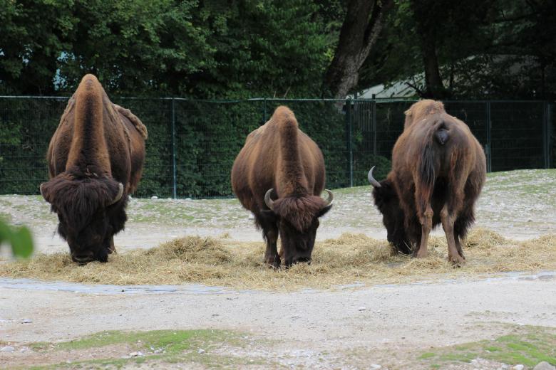 Free stock image of Oxen created by Hassan Yahya Alali