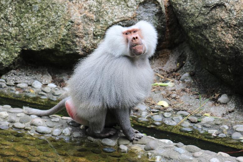 Free stock image of White Hairy Monkey created by Hassan Yahya Alali