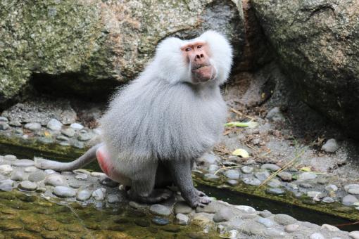 White Hairy Monkey - Free Stock Photo