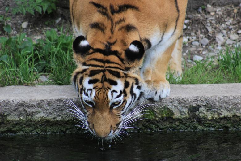 Free stock image of Tiger Drinking created by Hassan Yahya Alali