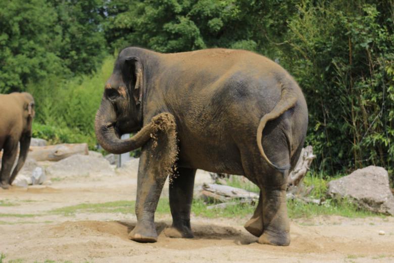Free stock image of Elephant Throwing Sand created by Hassan Yahya Alali
