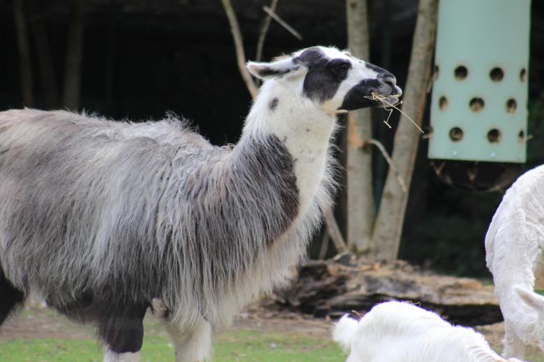 Free stock image of Lama created by Hassan Yahya Alali