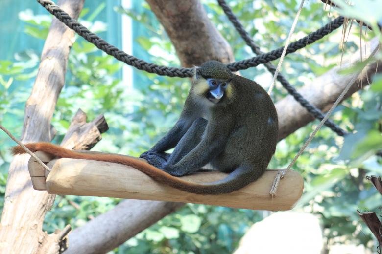 Free stock image of Long Tail Monkey created by Hassan Yahya Alali
