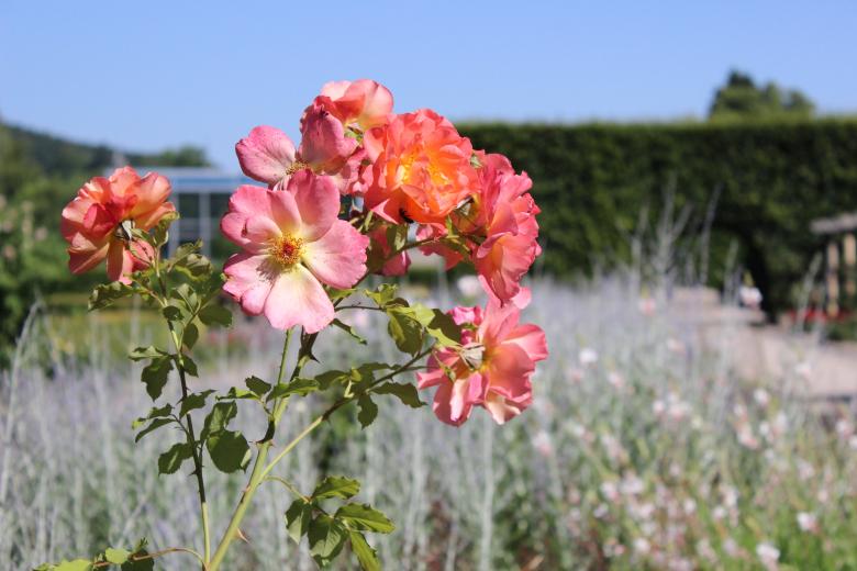 Free stock image of Colorful Flowers in Garden created by Hassan Yahya Alali