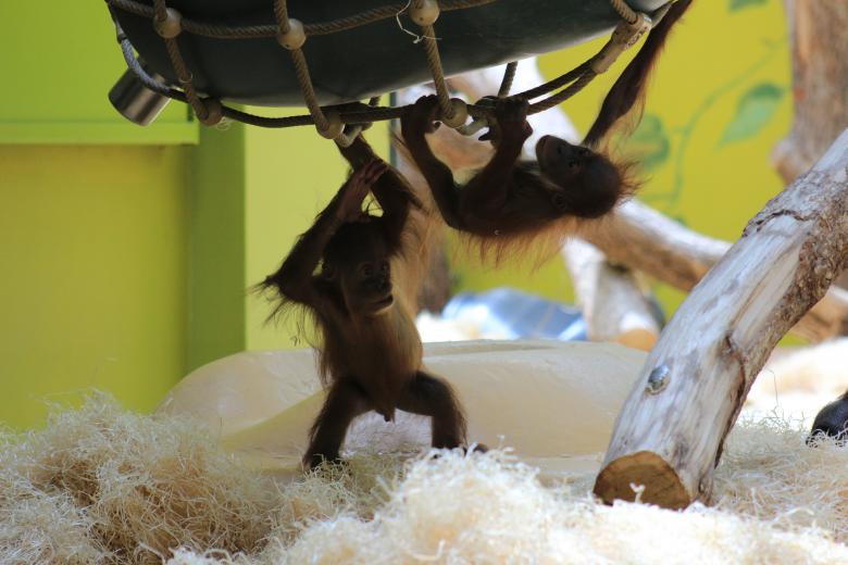 Free stock image of Baby Monkeys created by Hassan Yahya Alali