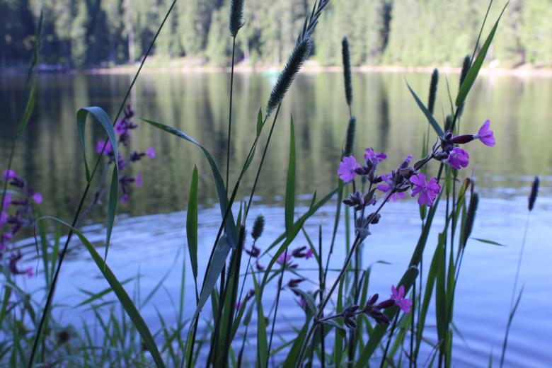 Free stock image of Flower and Lake created by Hassan Yahya Alali