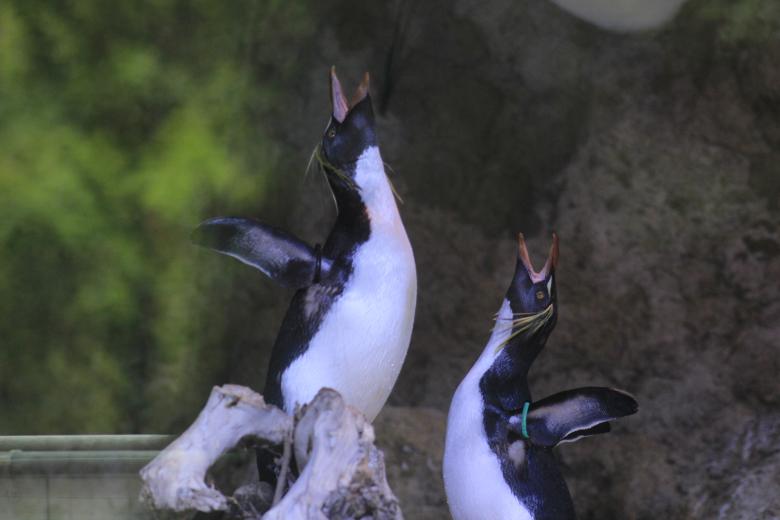 Free stock image of Penguins Sing created by Hassan Yahya Alali