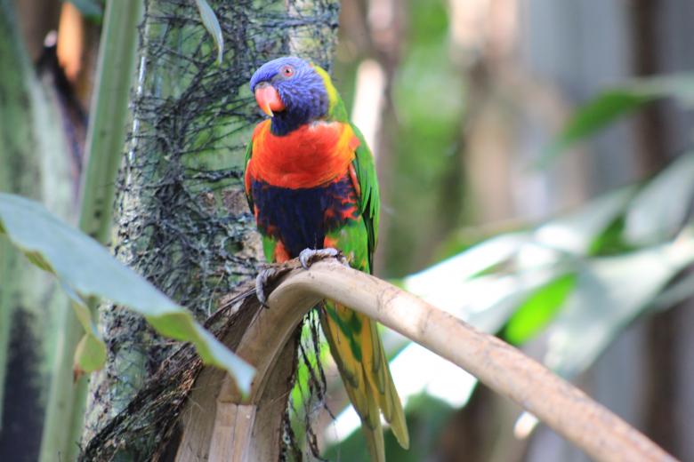 Free stock image of Colorful Parrot created by Hassan Yahya Alali