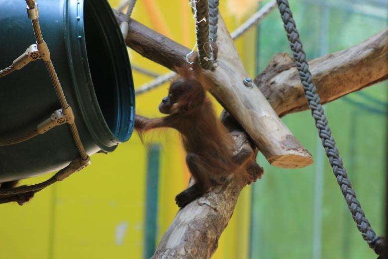 Free stock image of Baby Monkey created by Hassan Yahya Alali