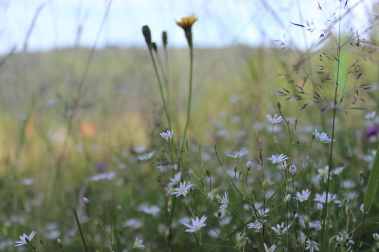 Free stock image of White flowers created by Hassan Yahya Alali