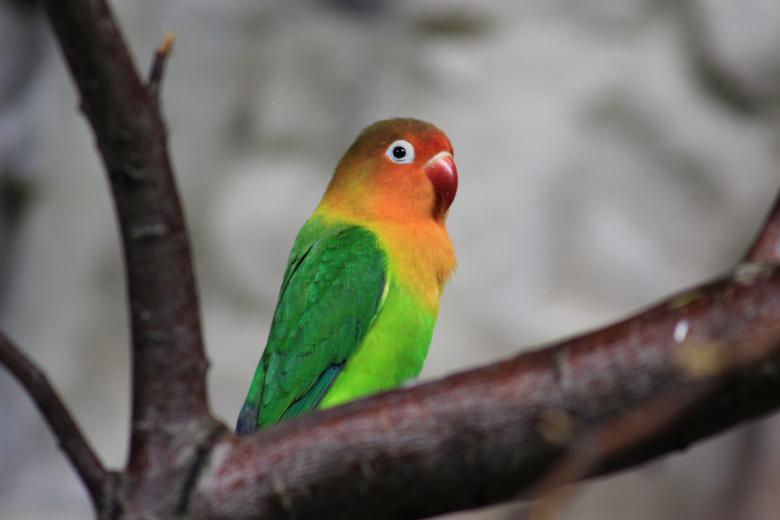 Free stock image of Colored love bird created by Hassan Yahya Alali
