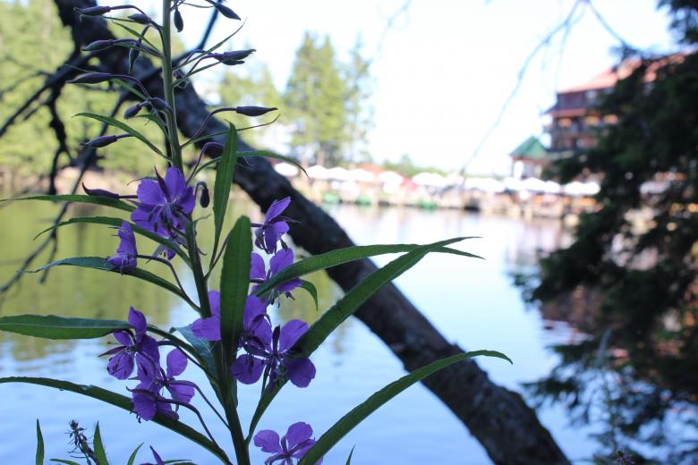 Free stock image of Flower and Lake created by Hassan Yahya Alali