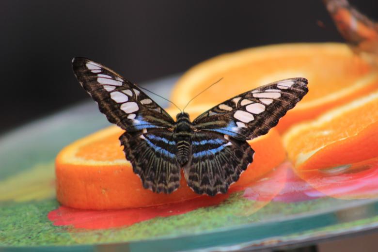 Free stock image of Colorful Butterfly created by Hassan Yahya Alali
