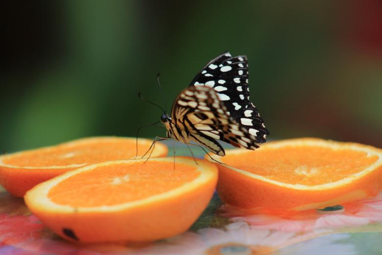 Free stock image of Butterfly Feeding on Oranges created by Hassan Yahya Alali