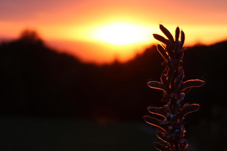 Free stock image of Plant and Sunset created by Hassan Yahya Alali
