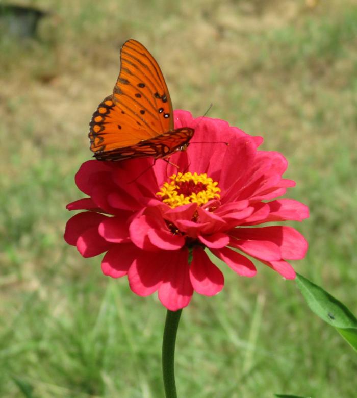 Free stock image of Butterfly on Zinnia created by Kathryn Morse